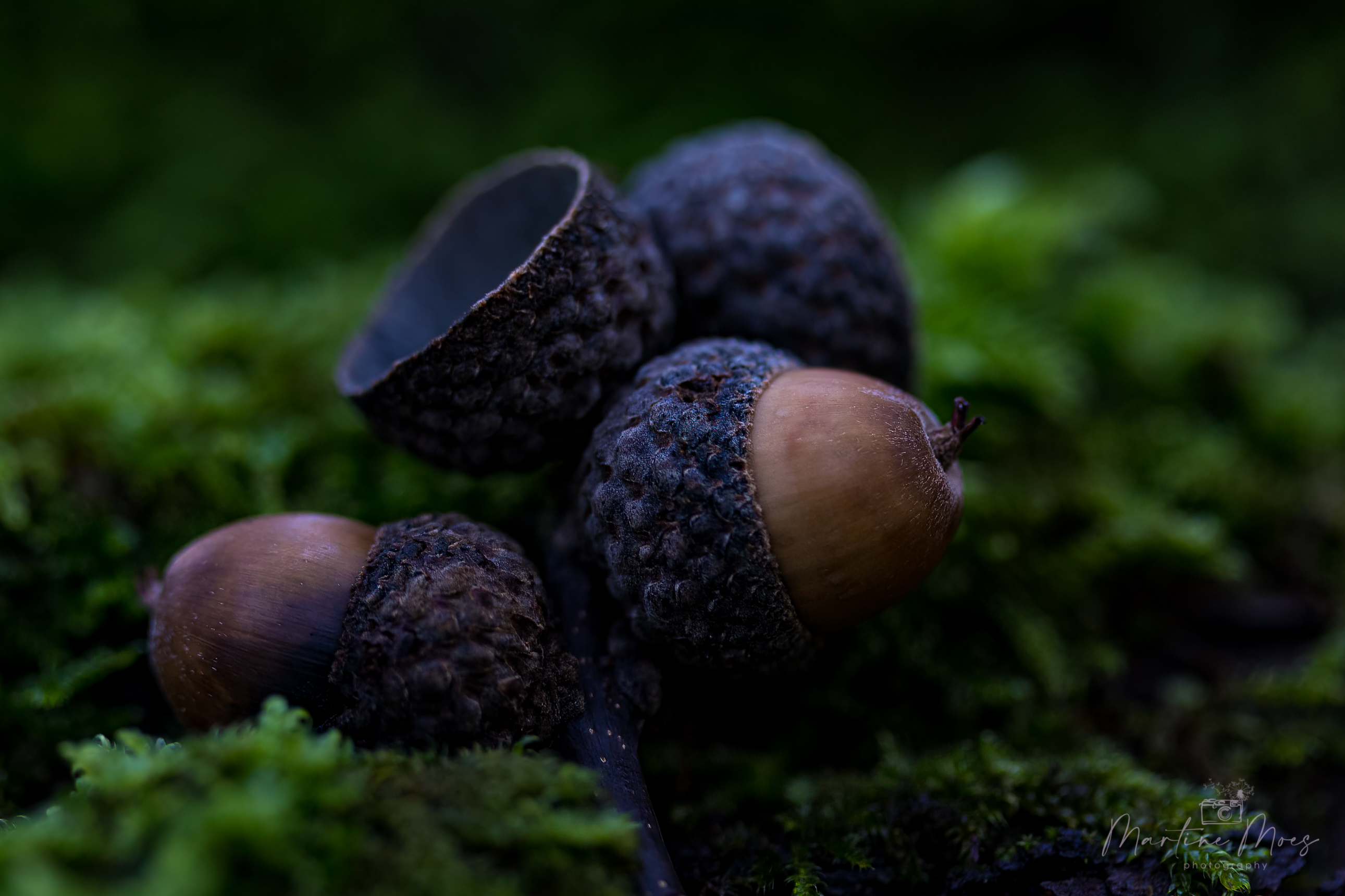 Fotografie Natur & Macro