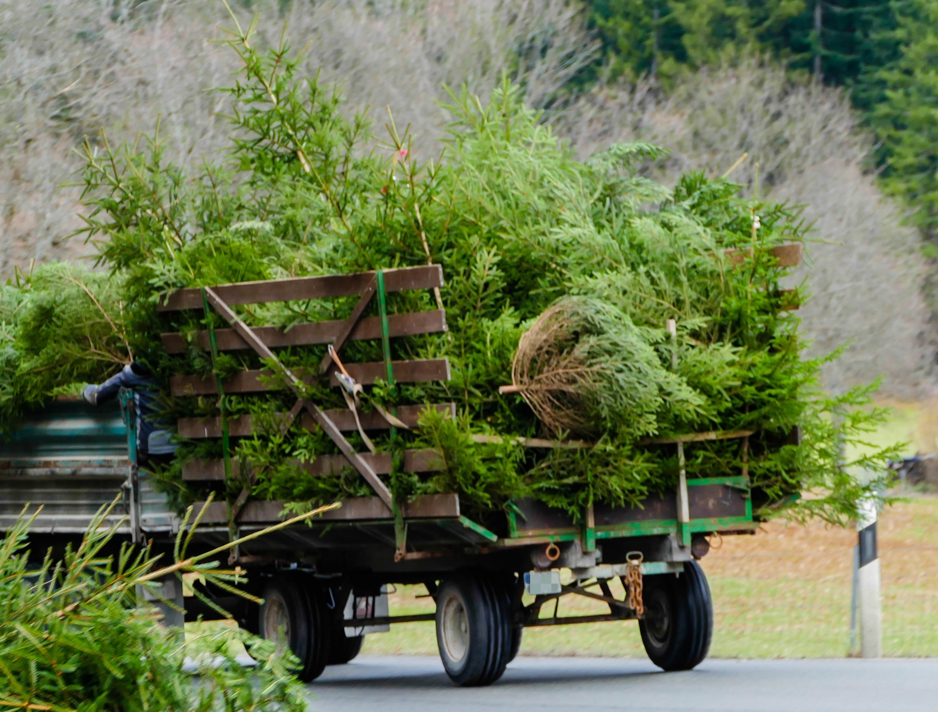 Beemechersraafen / Collecte des sapins de noël