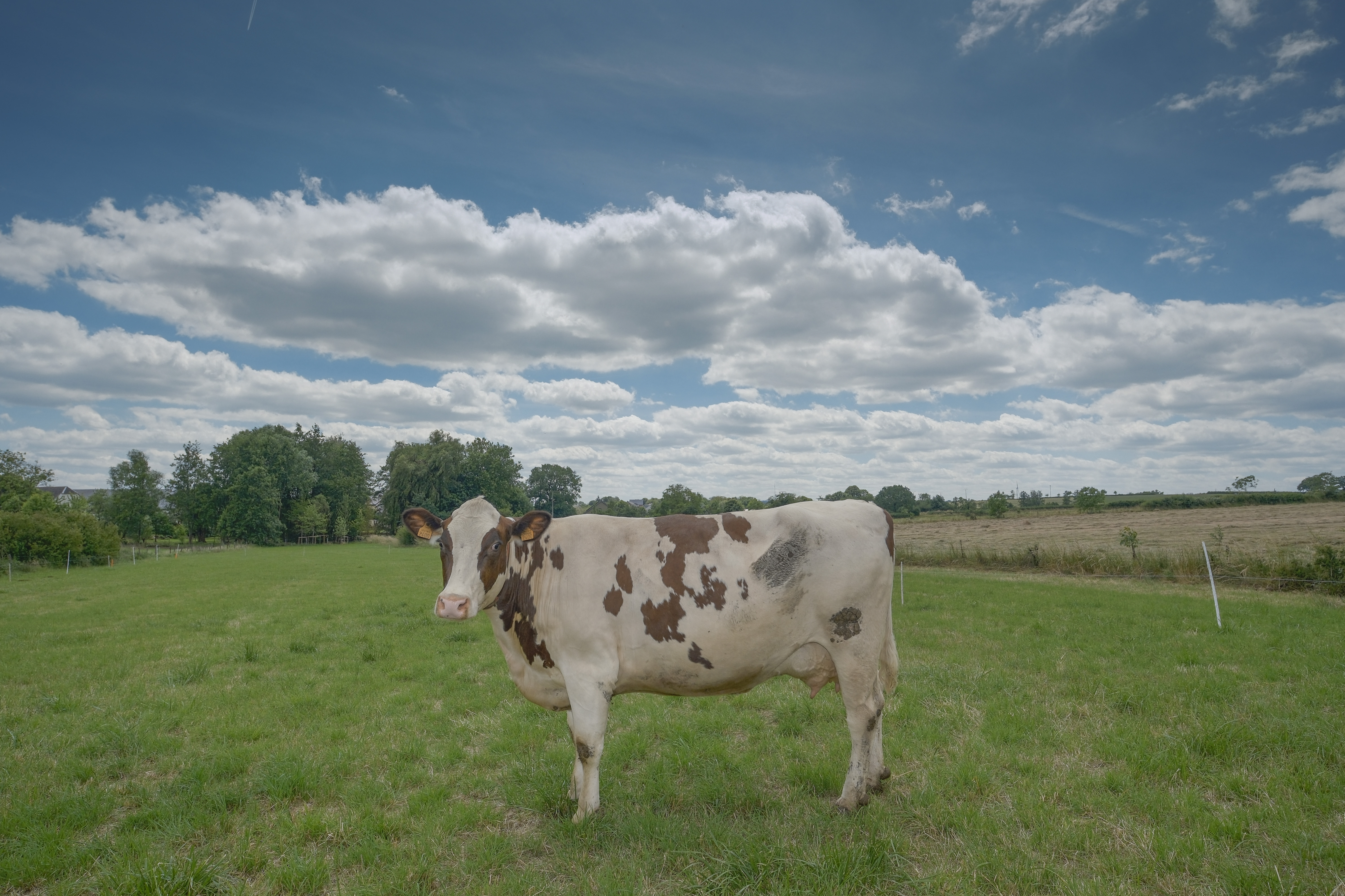 Vache qui flatte 2026